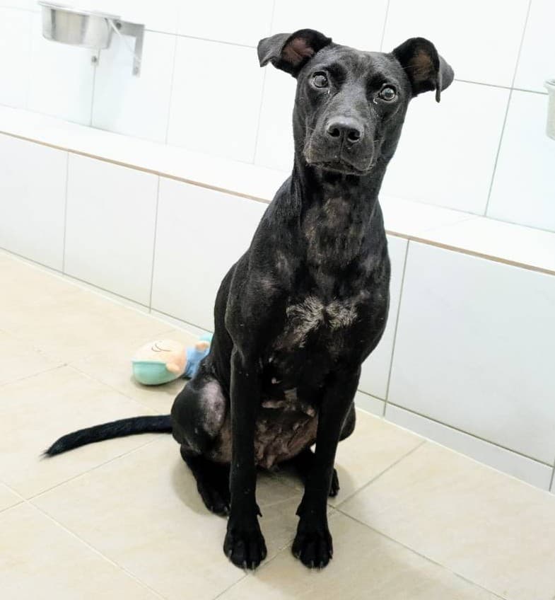 混種犬待認養照片