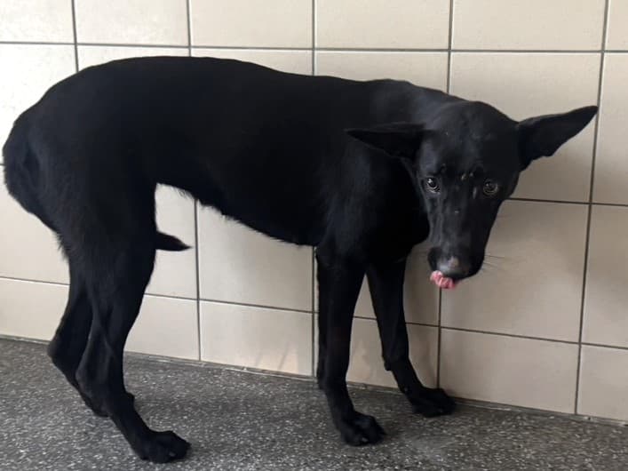 混種犬待認養照片