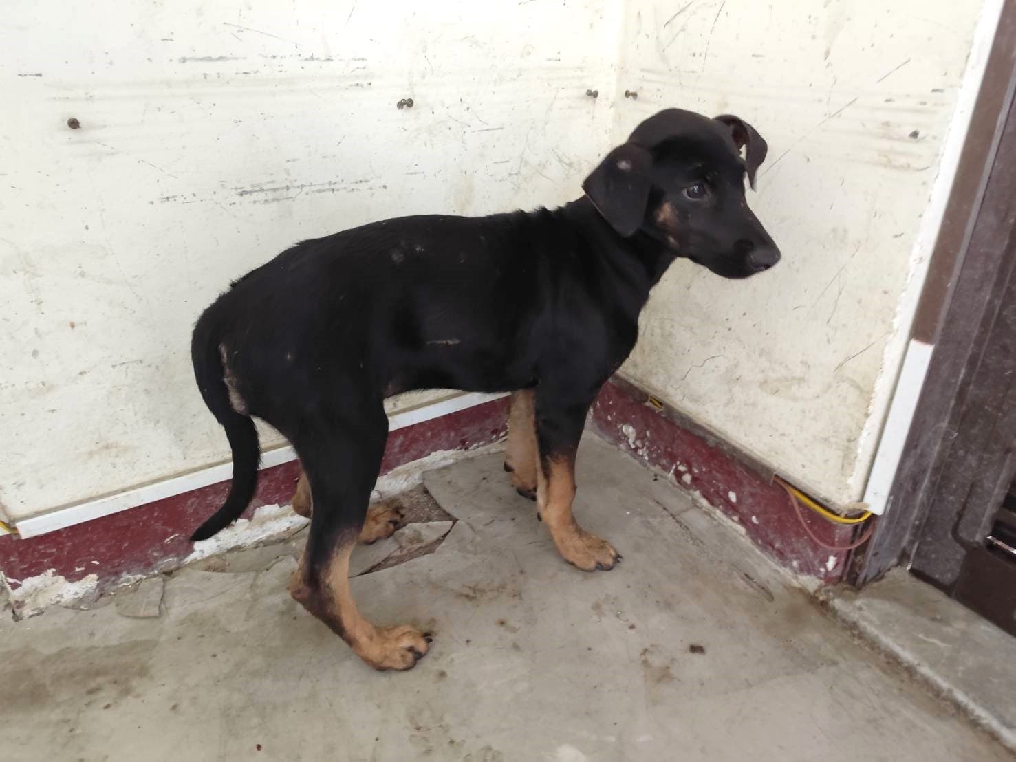 混種犬待認養照片