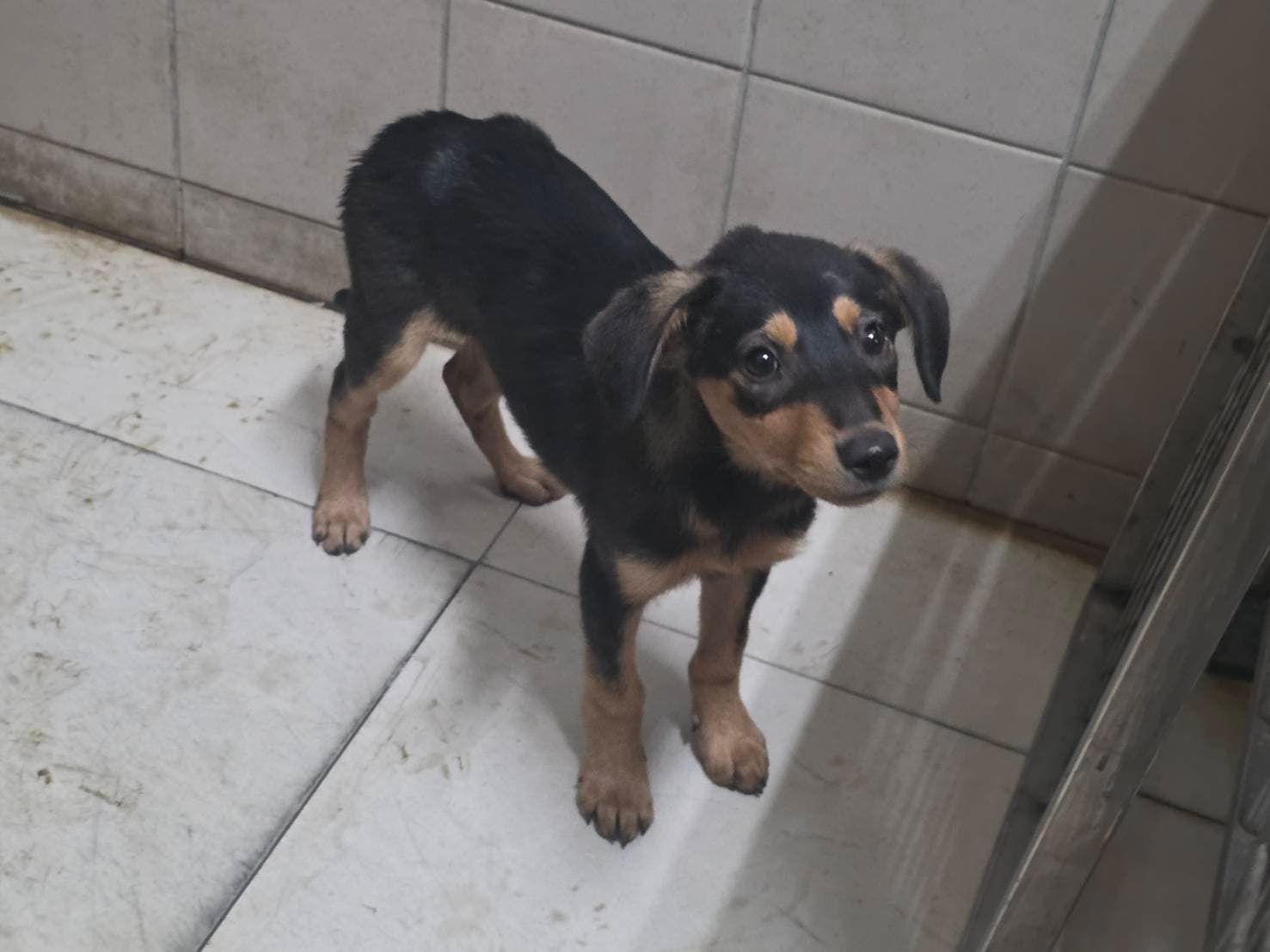 混種犬待認養照片