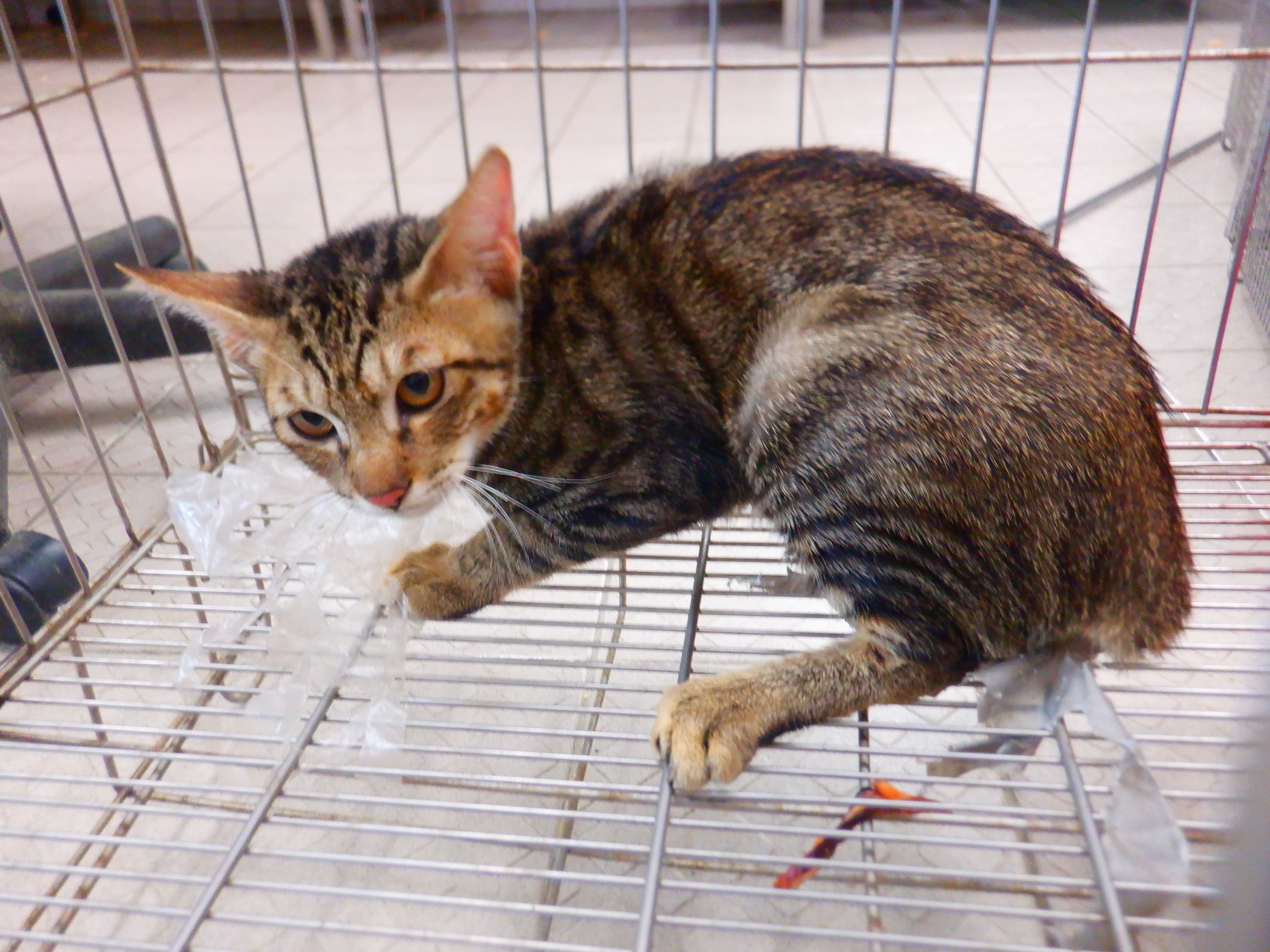 混種貓待認養照片