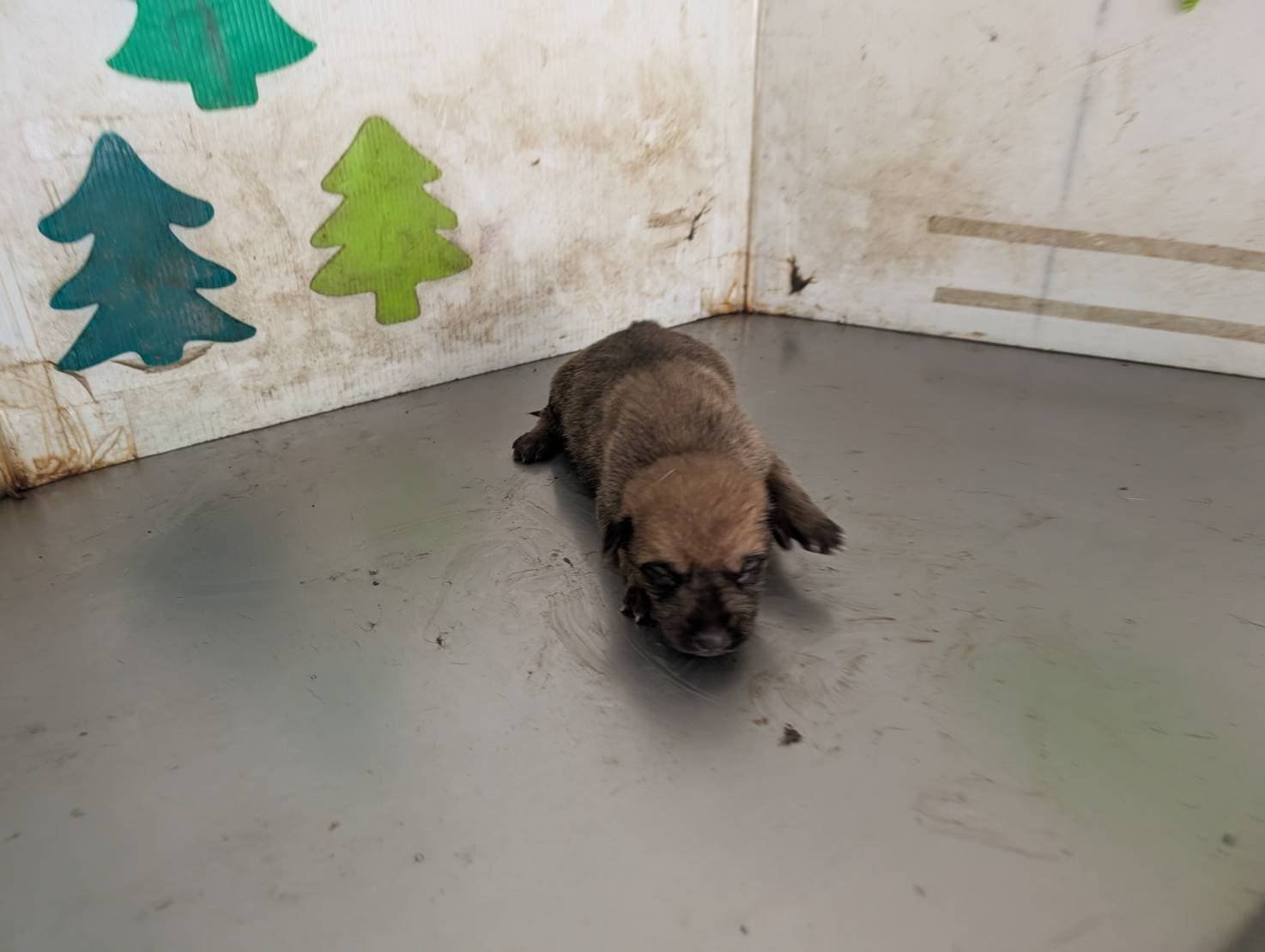 混種犬待認養照片