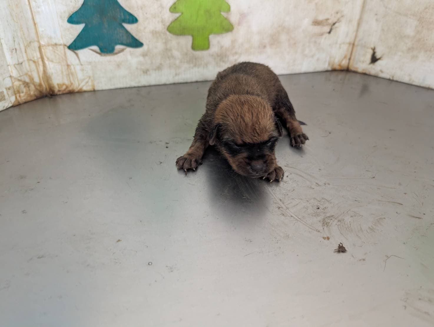 混種犬待認養照片