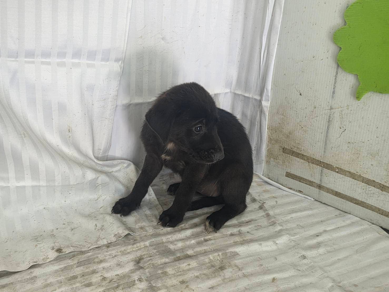 混種犬待認養照片