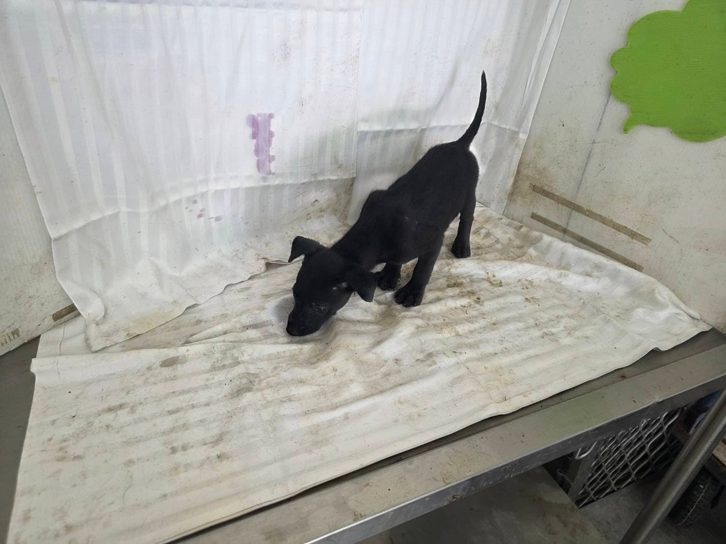 混種犬待認養照片