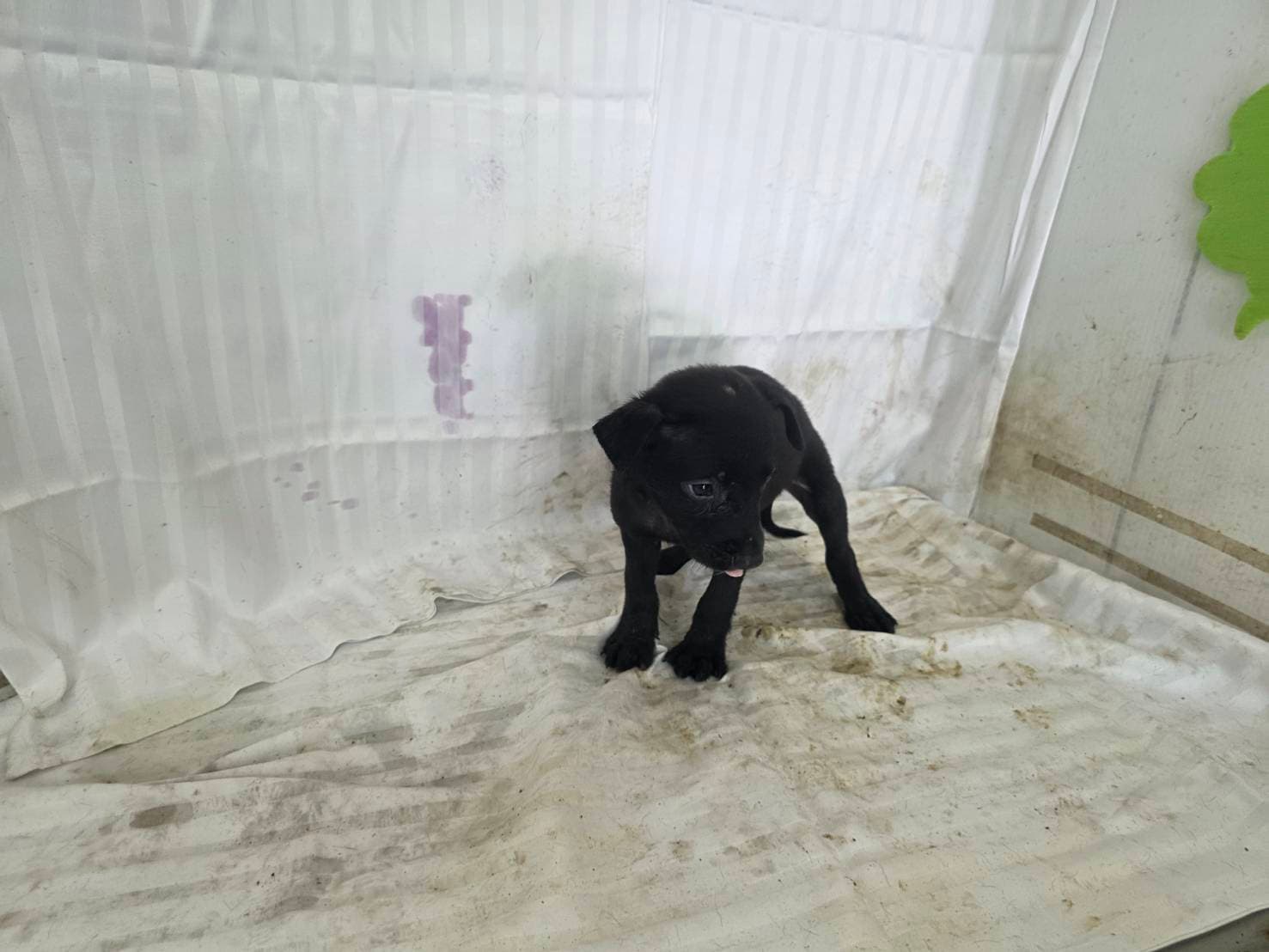 混種犬待認養照片