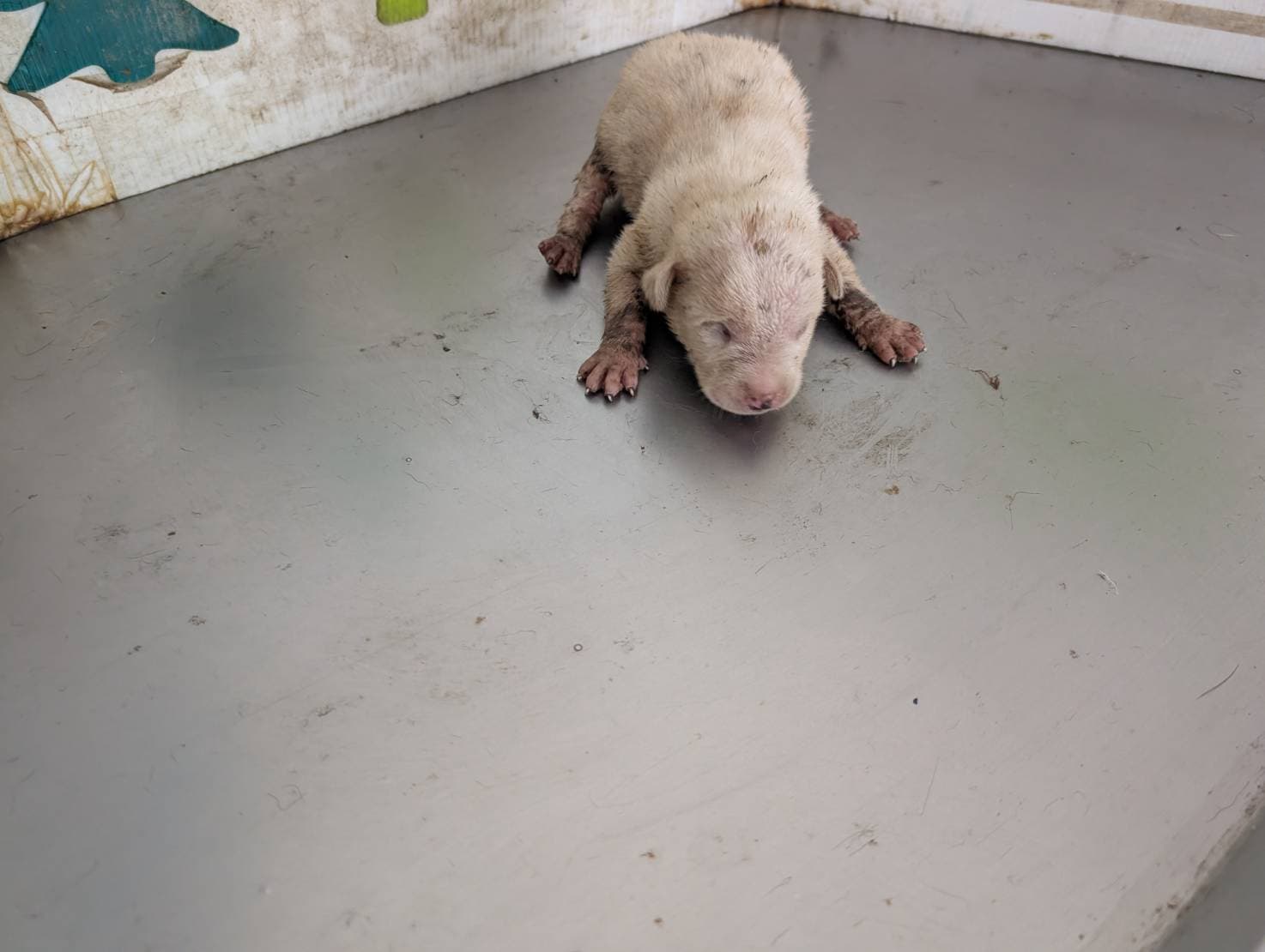 混種犬待認養照片