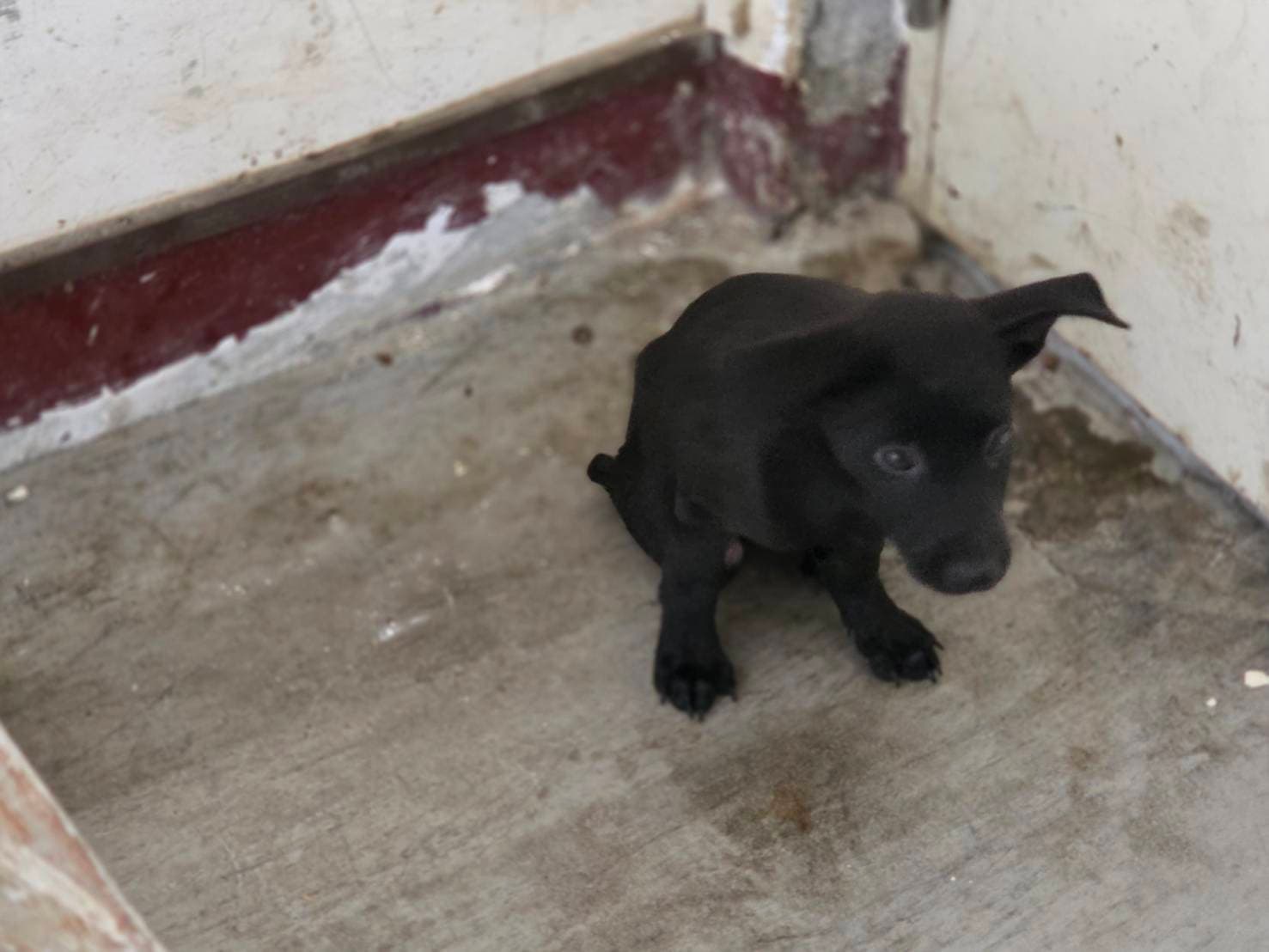 混種犬待認養照片