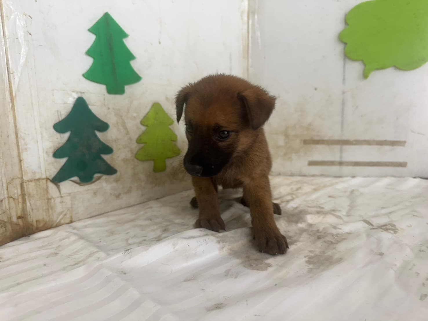 混種犬待認養照片