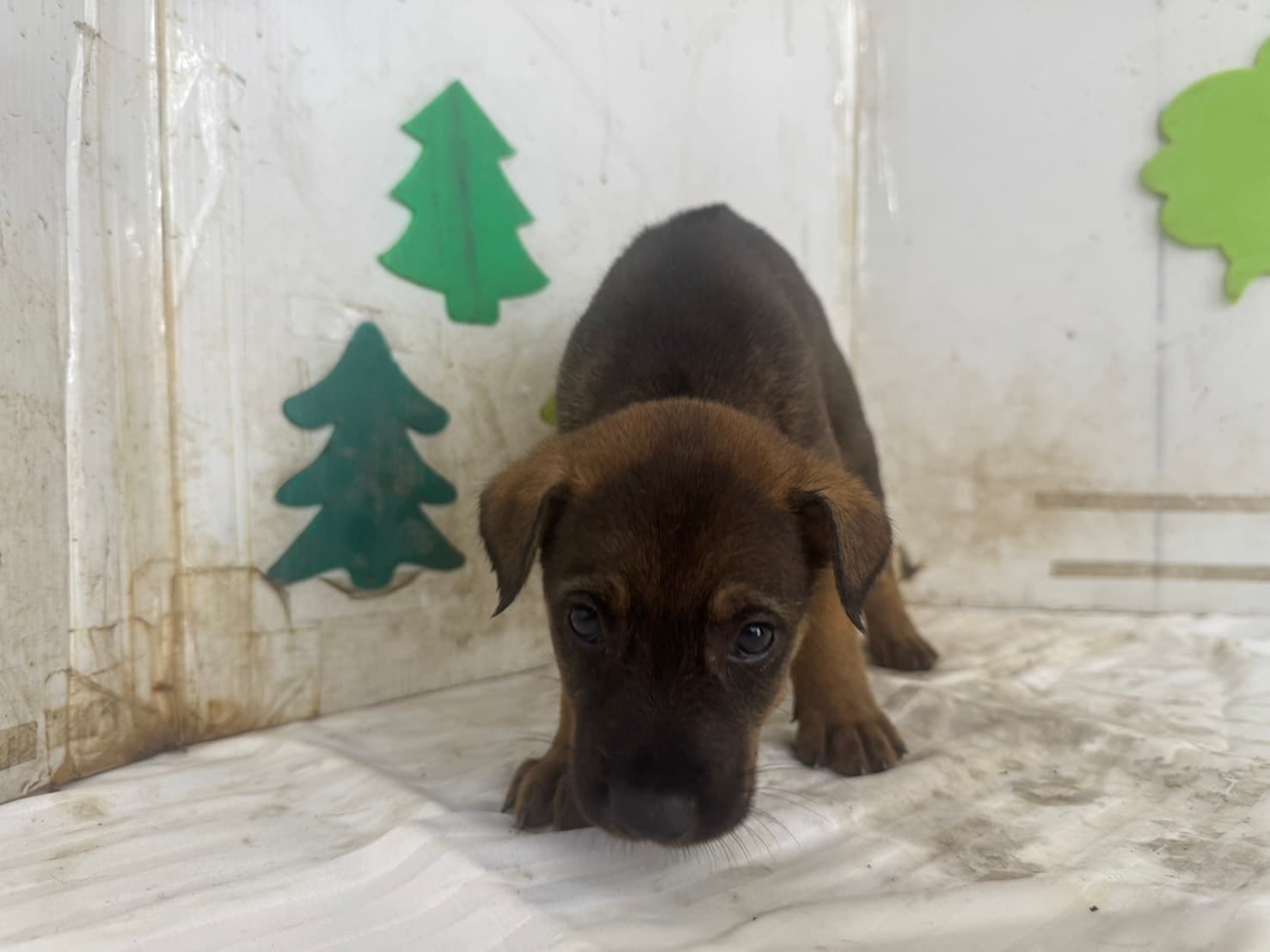 混種犬待認養照片