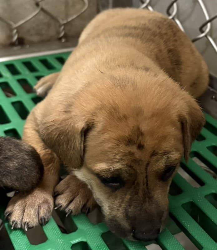 混種犬待認養照片