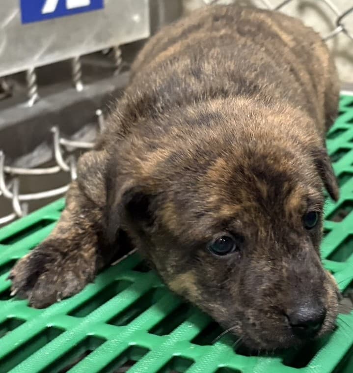 混種犬待認養照片