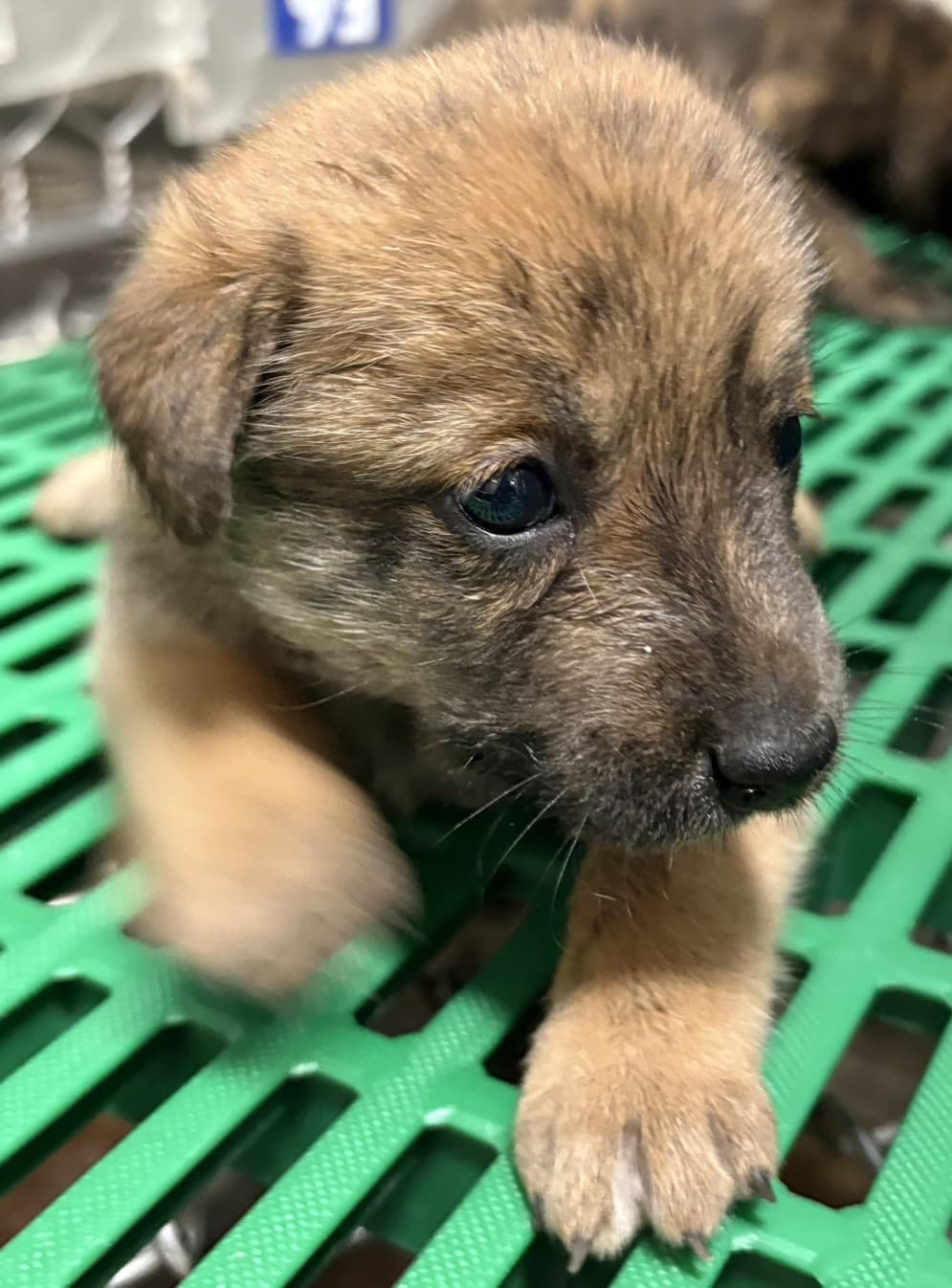 混種犬待認養照片