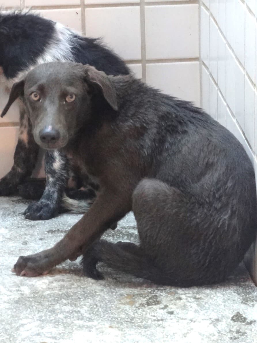 混種犬待認養照片