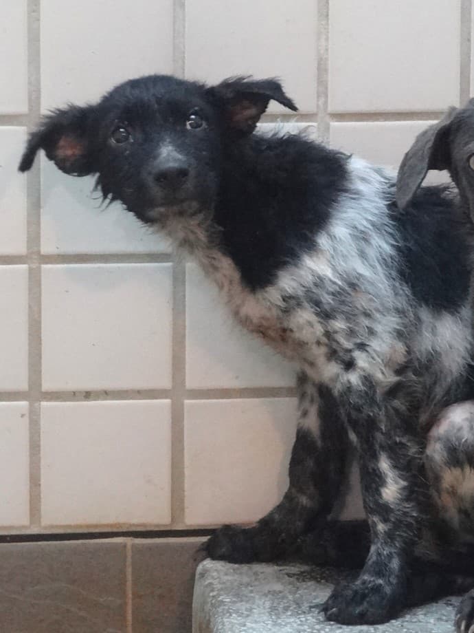混種犬待認養照片