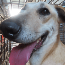 混種犬待認養照片