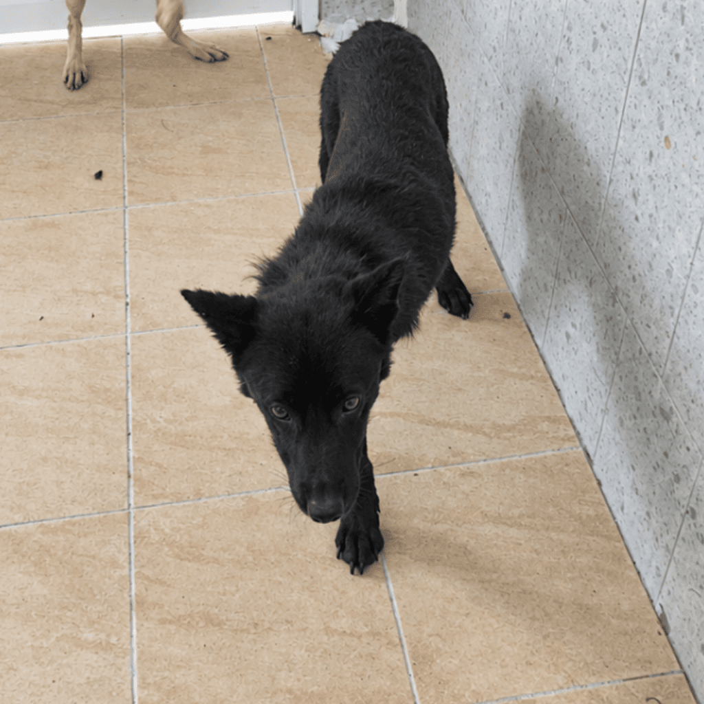 混種犬待認養照片