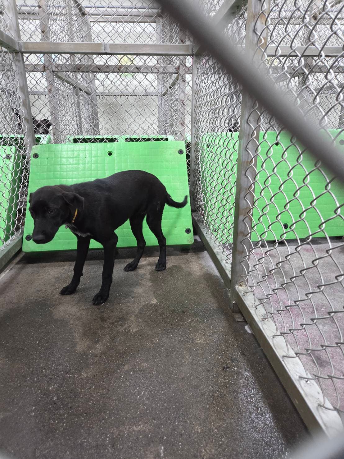 混種犬待認養照片