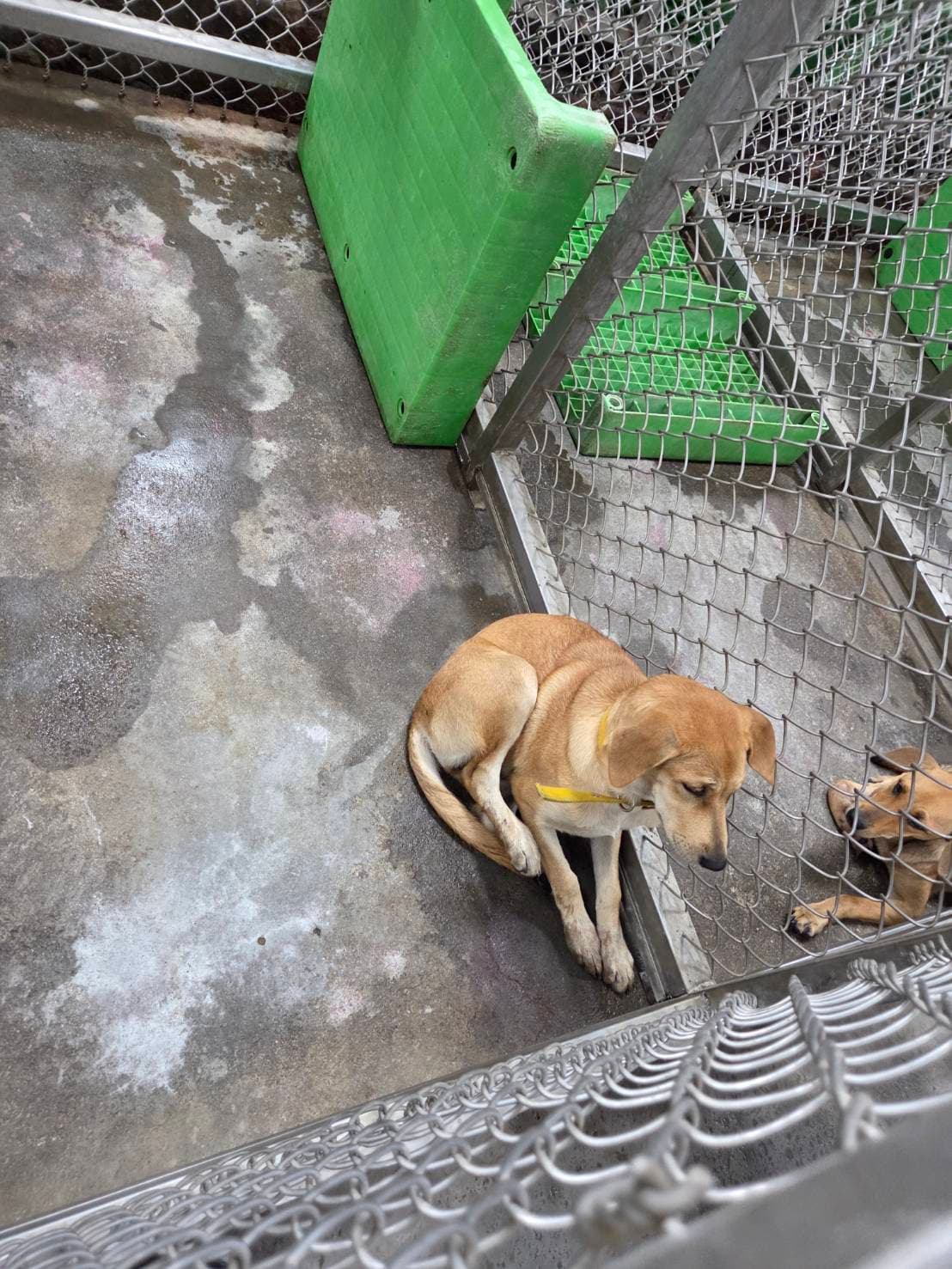 混種犬待認養照片