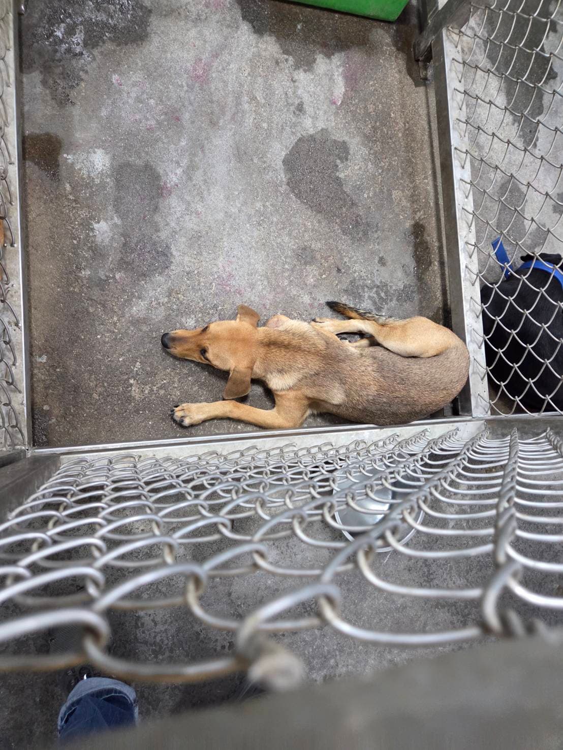 混種犬待認養照片