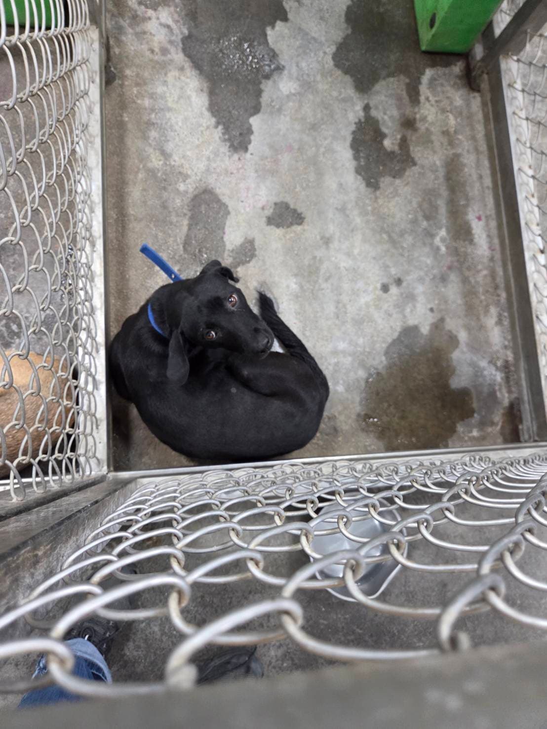 混種犬待認養照片