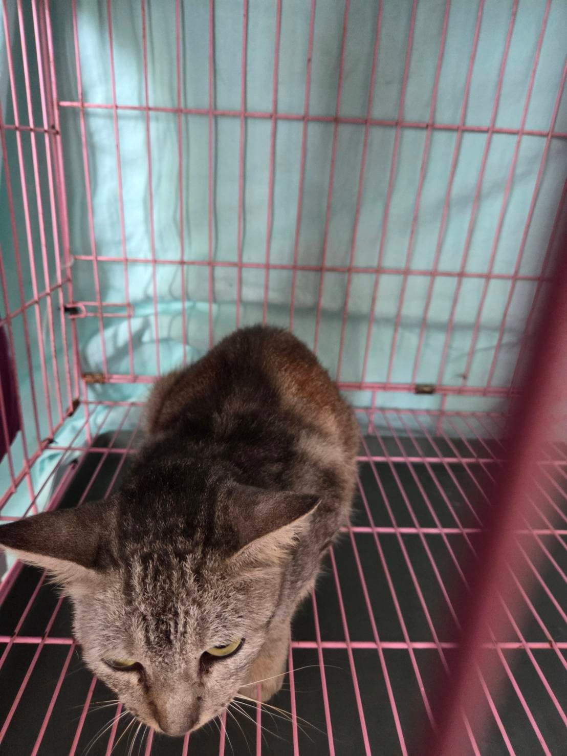 混種貓待認養照片
