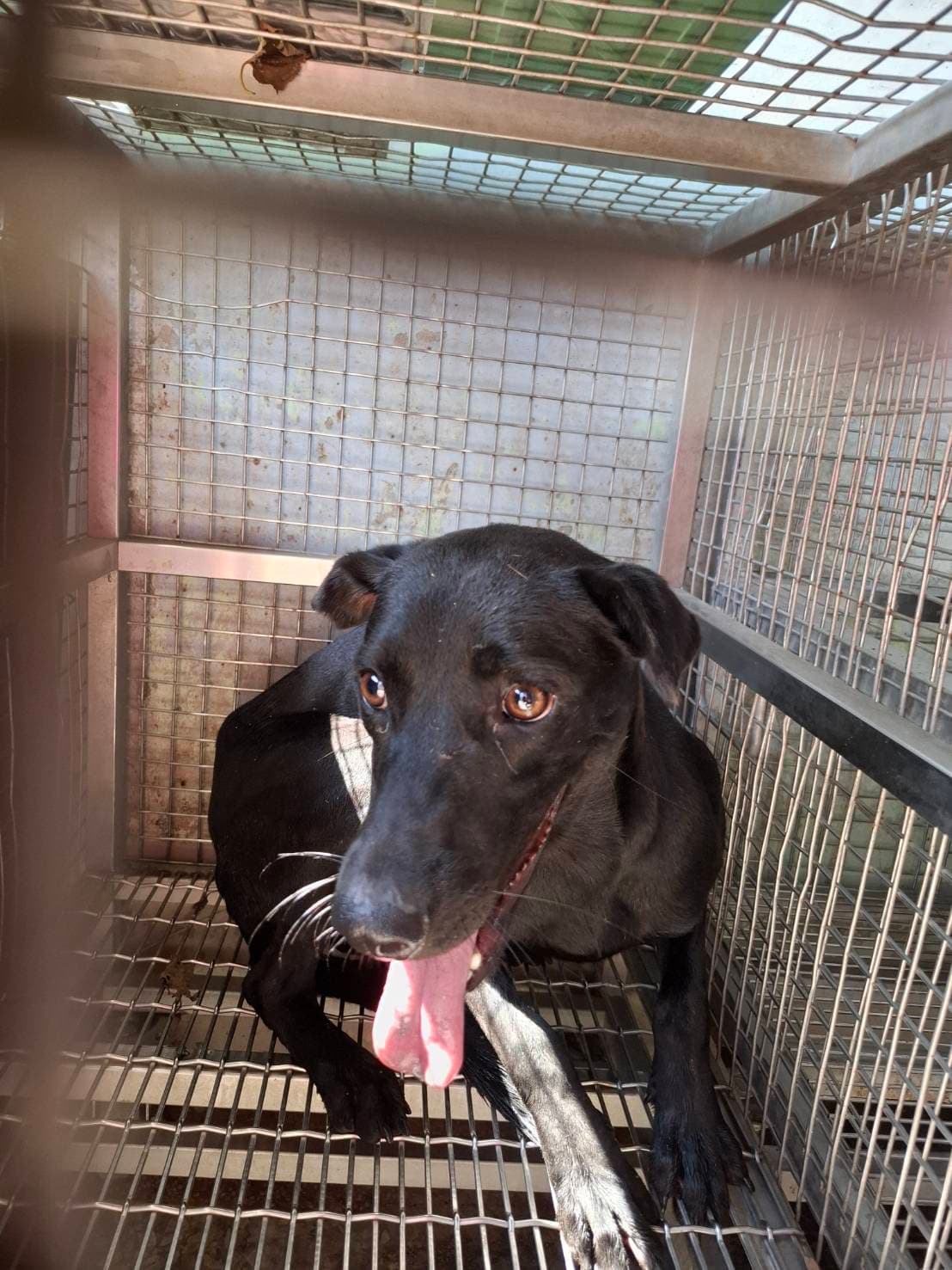 混種犬待認養照片