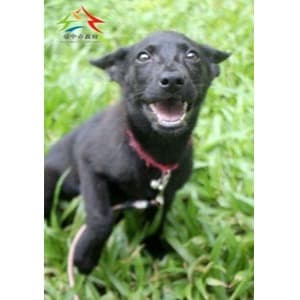 混種犬待認養照片