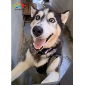 混種犬待認養照片