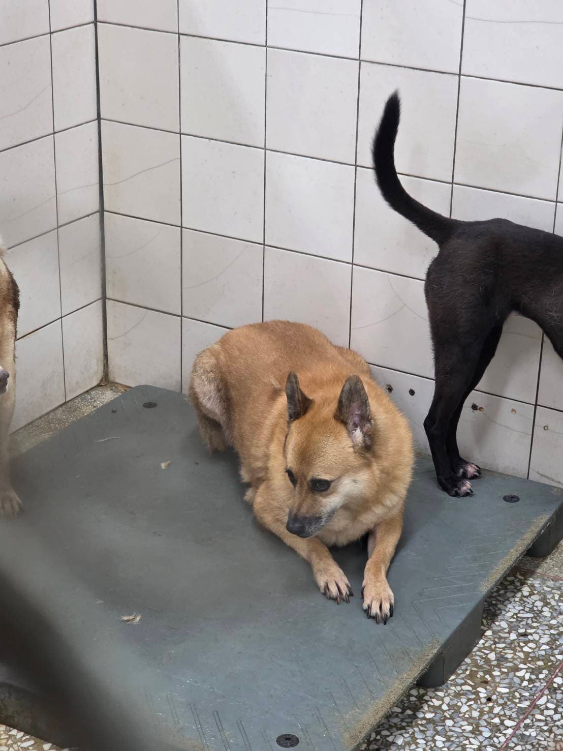 混種犬待認養照片