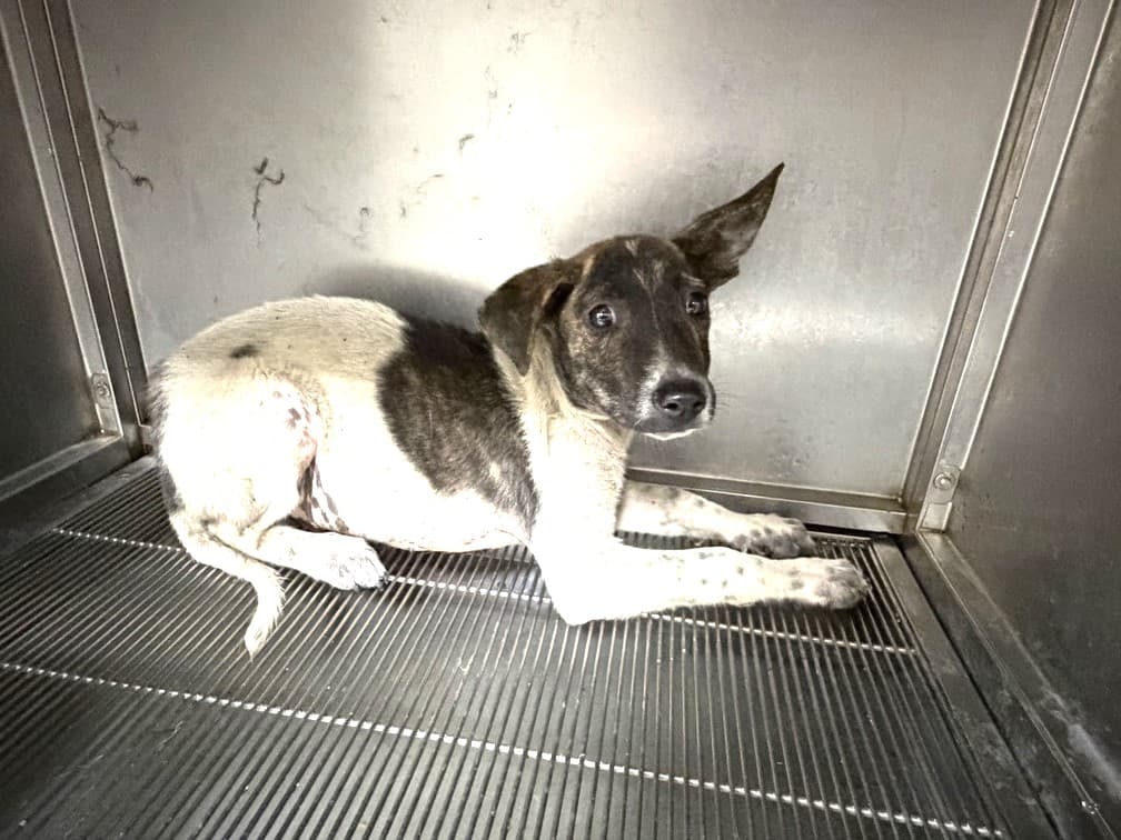 混種犬待認養照片