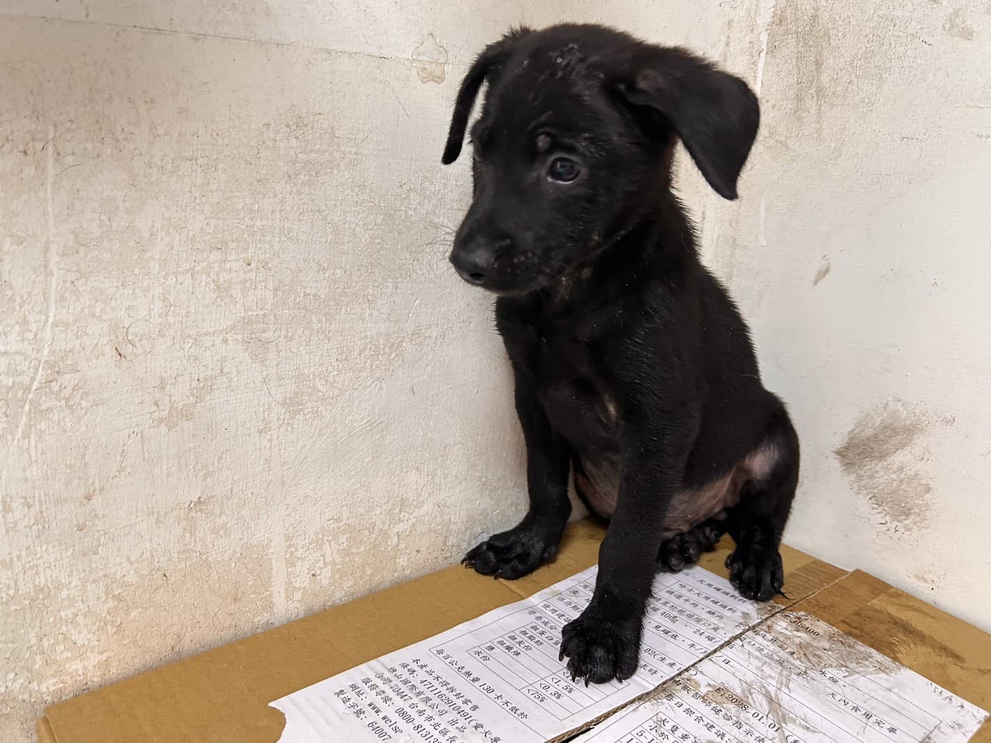 混種犬待認養照片