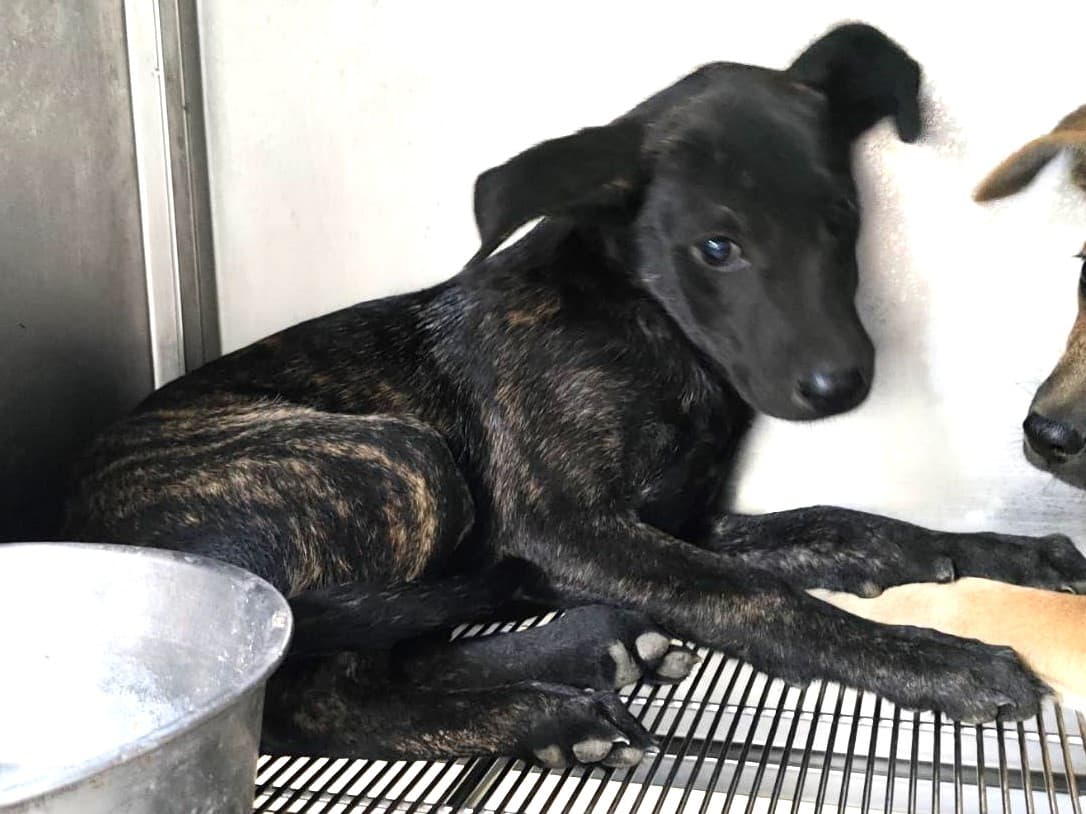 混種犬待認養照片