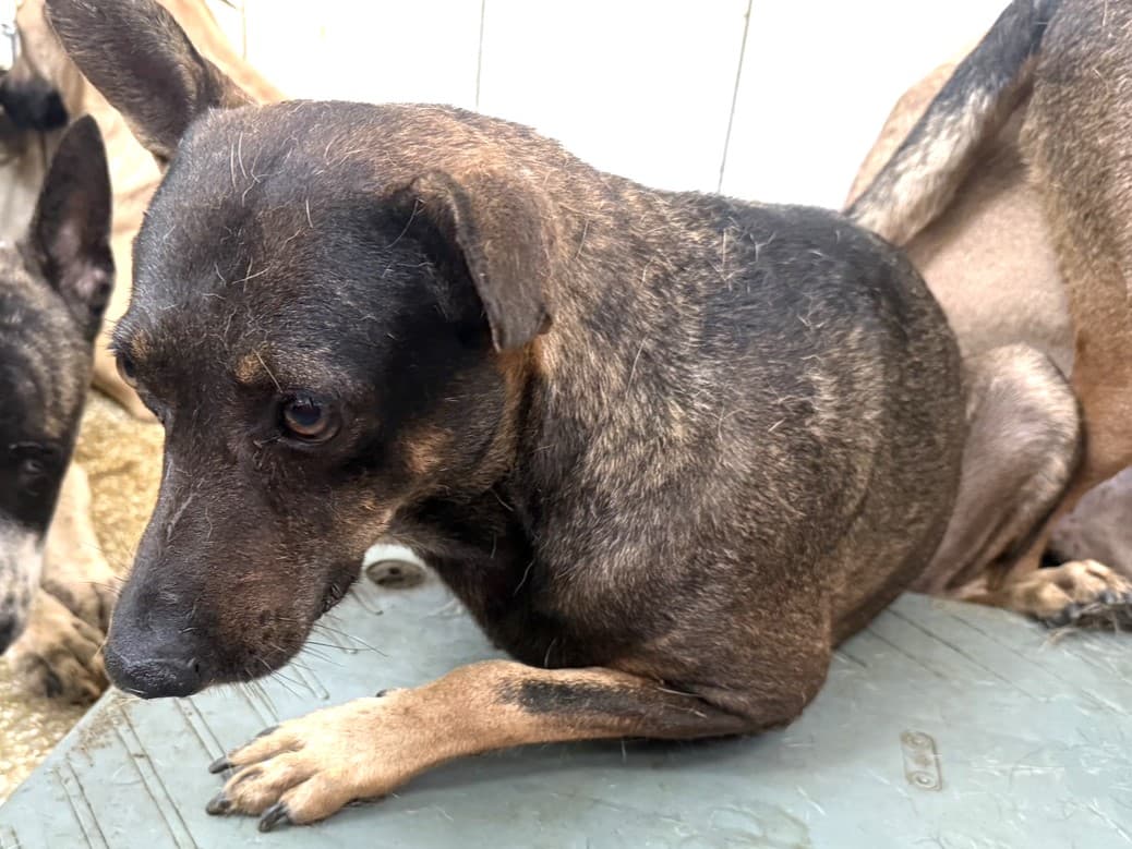 混種犬待認養照片