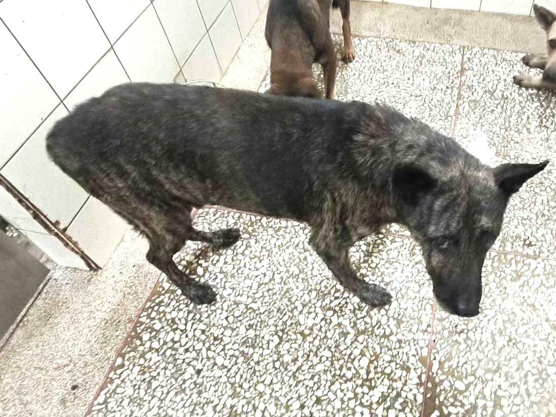 混種犬待認養照片