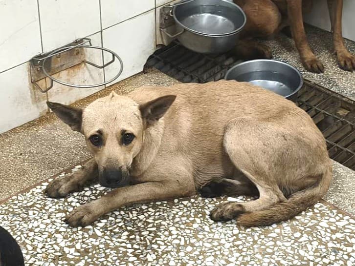 混種犬待認養照片