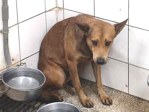 混種犬待認養照片