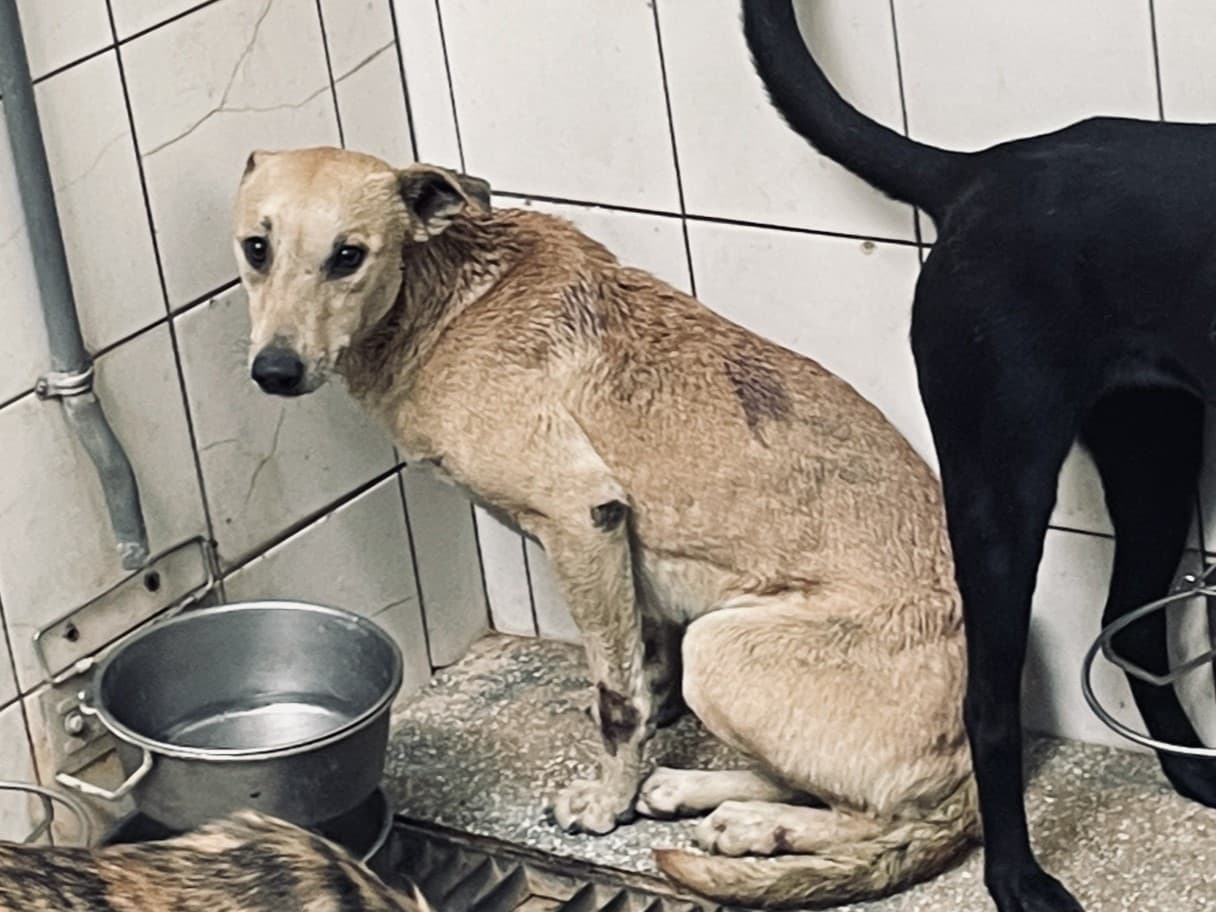 混種犬待認養照片