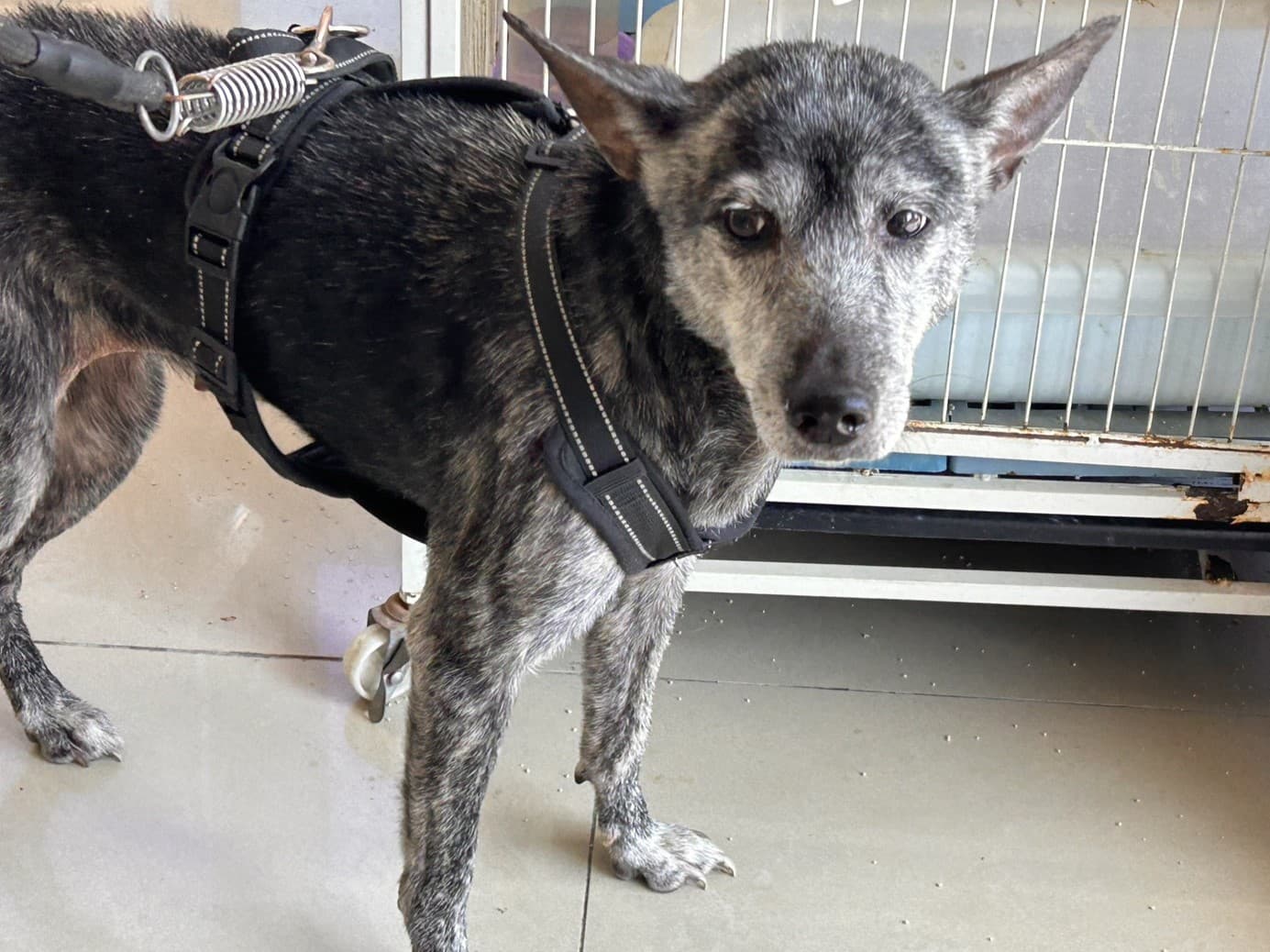 混種犬待認養照片