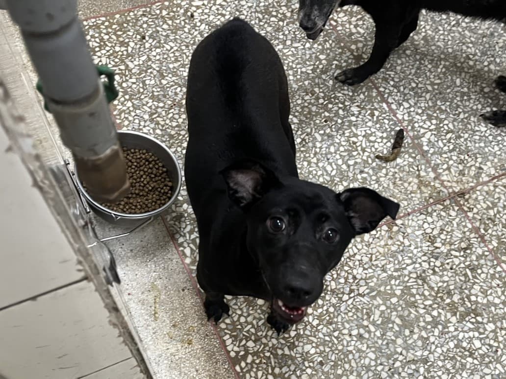 混種犬待認養照片