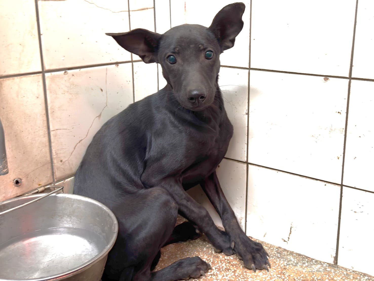 混種犬待認養照片