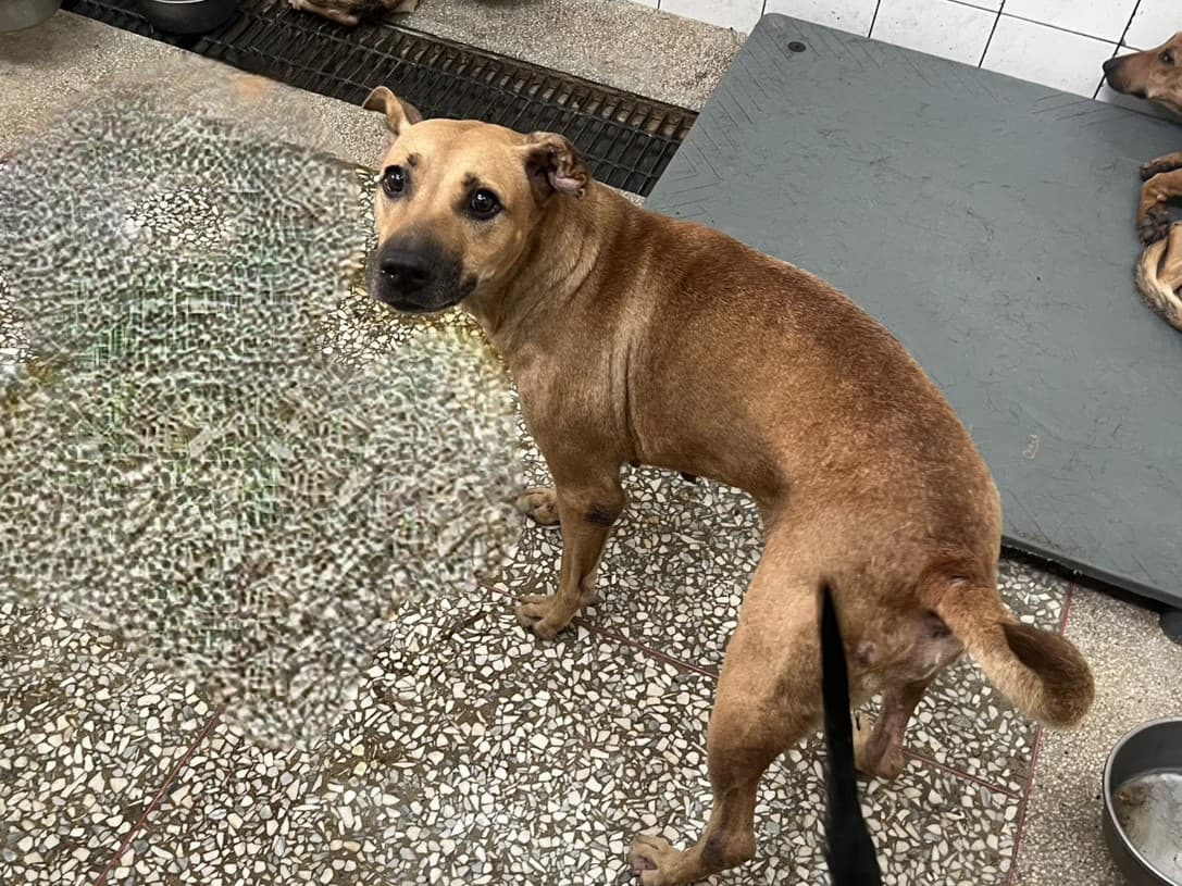 混種犬待認養照片
