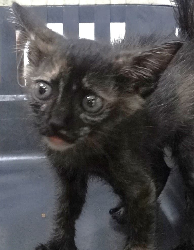 混種貓待認養照片