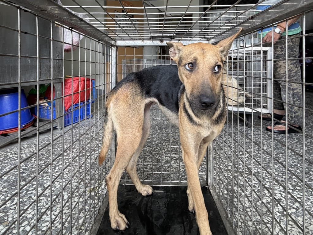 混種犬待認養照片