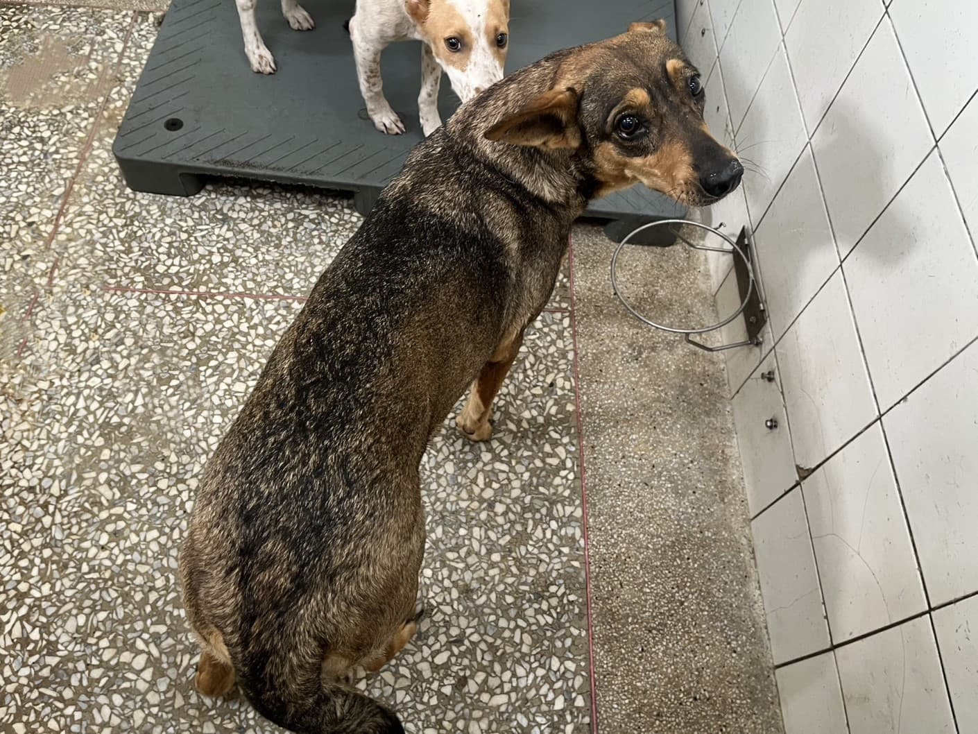 混種犬待認養照片