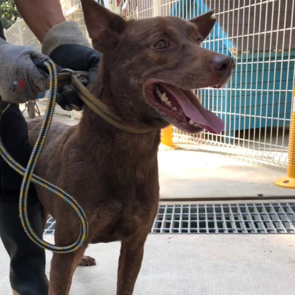 混種犬待認養照片
