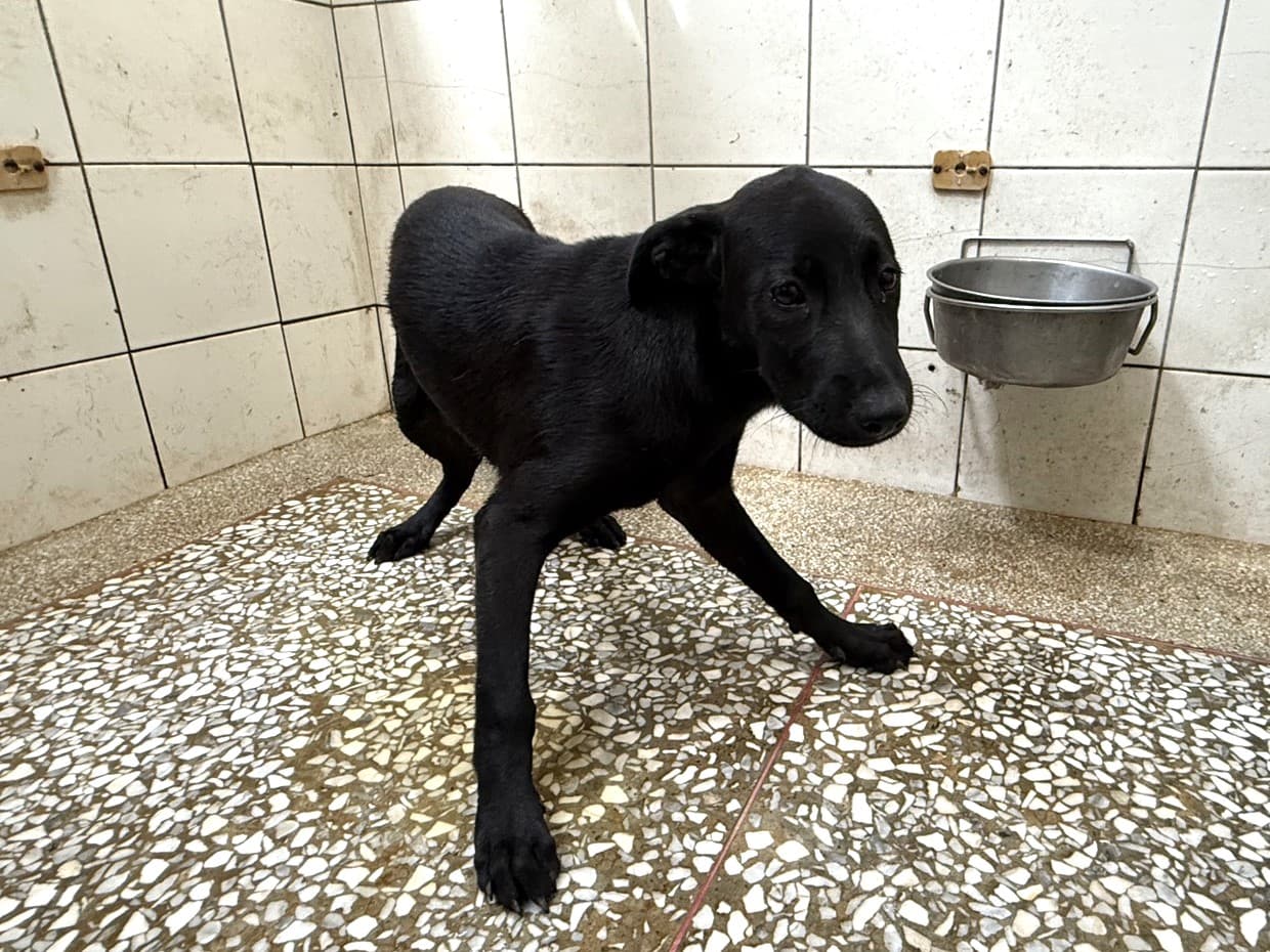 混種犬待認養照片