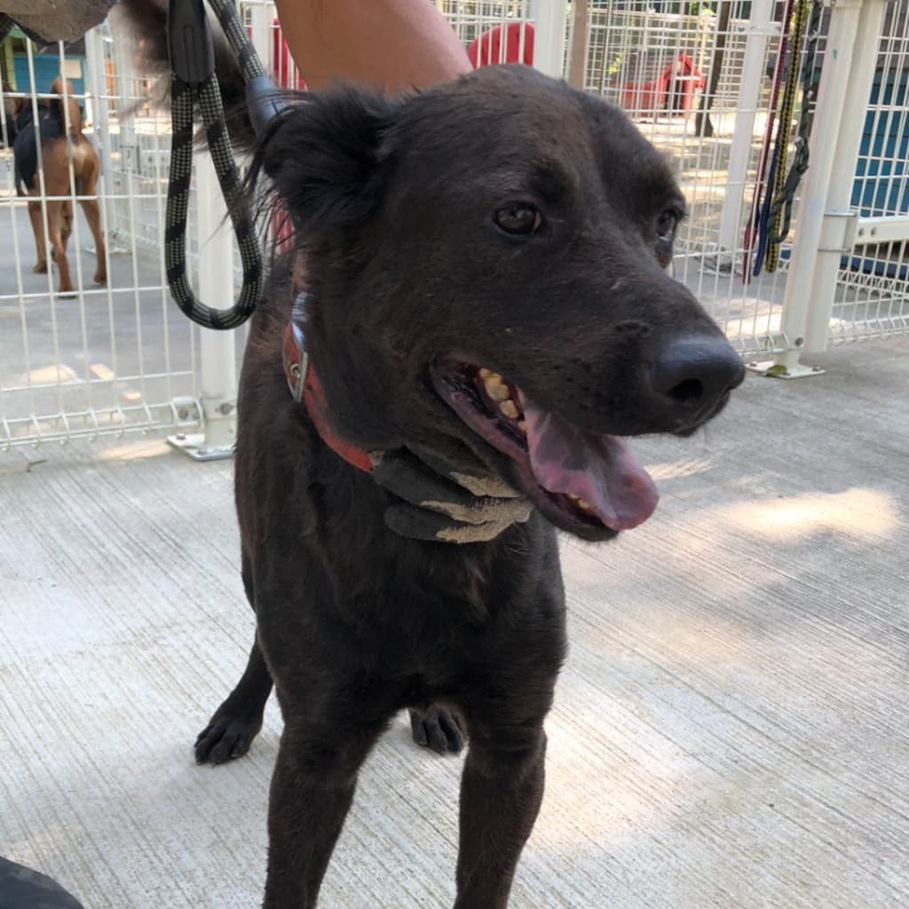 混種犬待認養照片