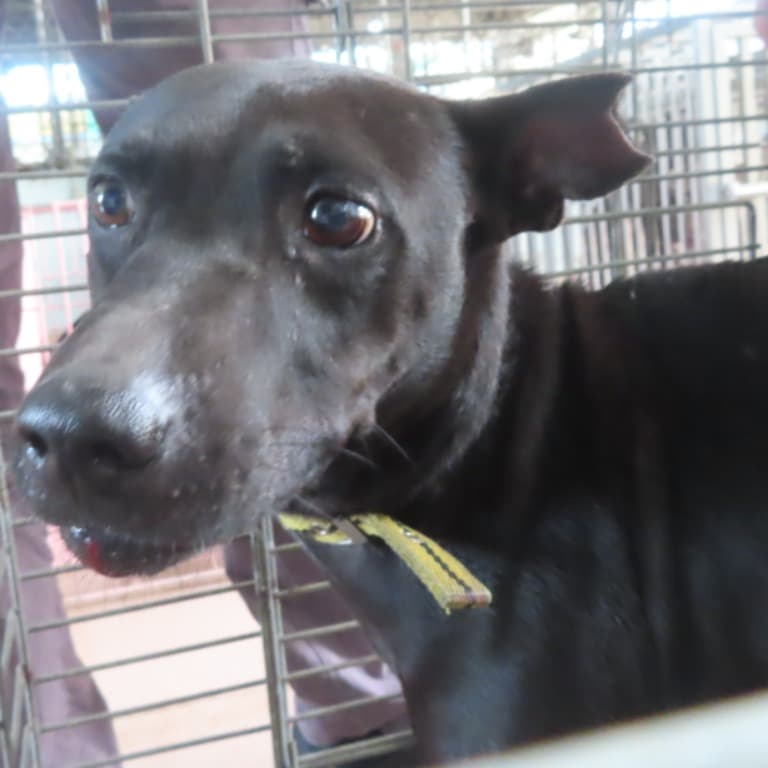 混種犬待認養照片