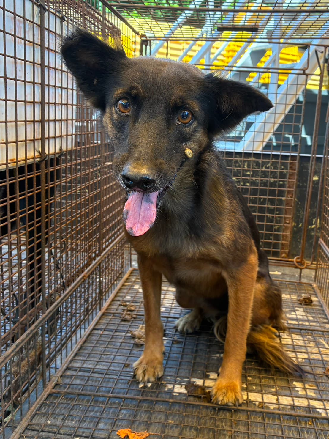 混種犬待認養照片